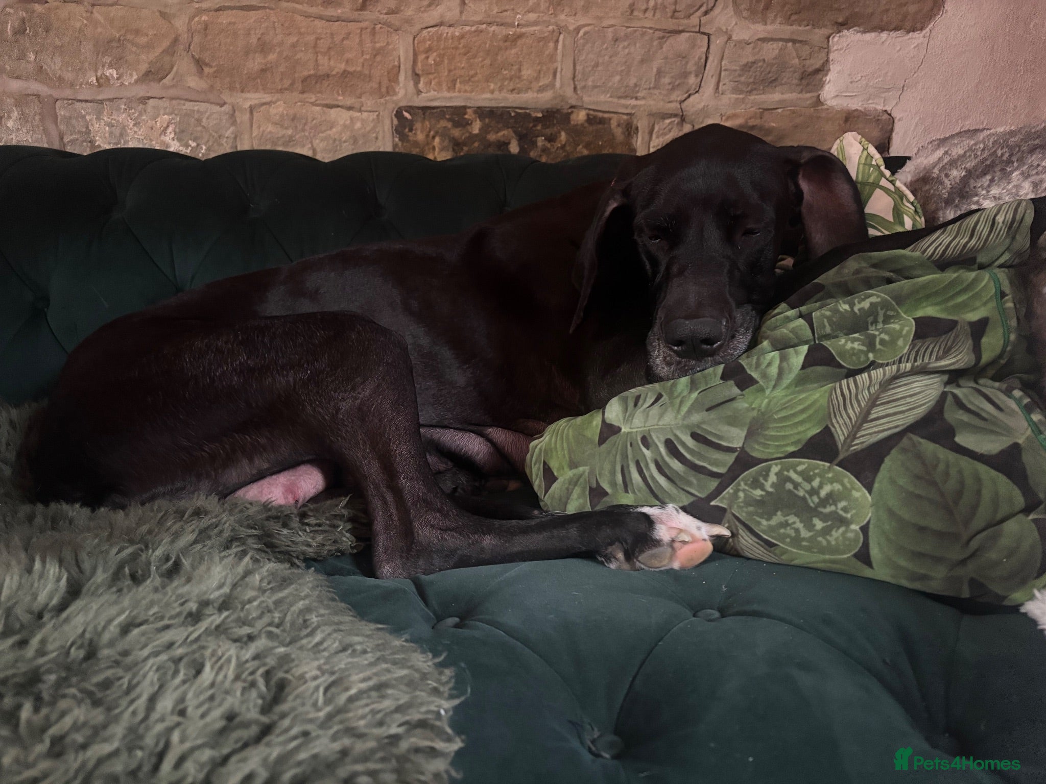 Great Dane dogs Great Dane puppies for sale  - Advert 1