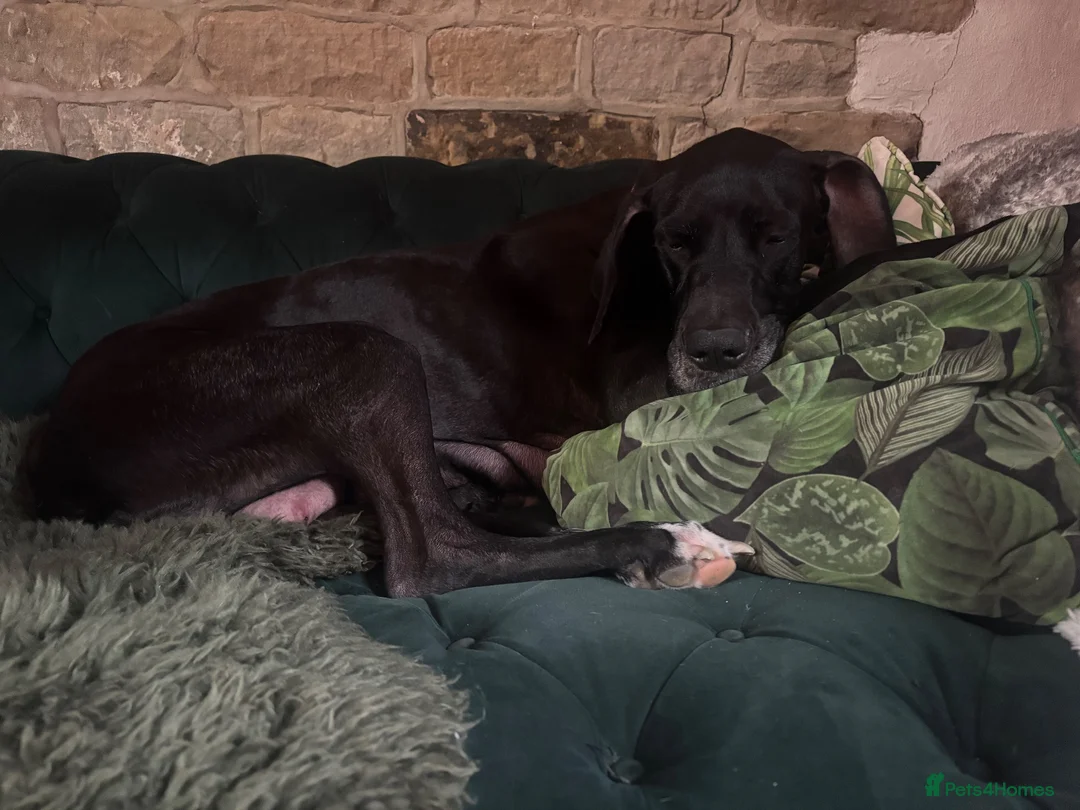 Great Dane dogs for sale: Great Dane puppies for sale  in Wakefield - Advert 1