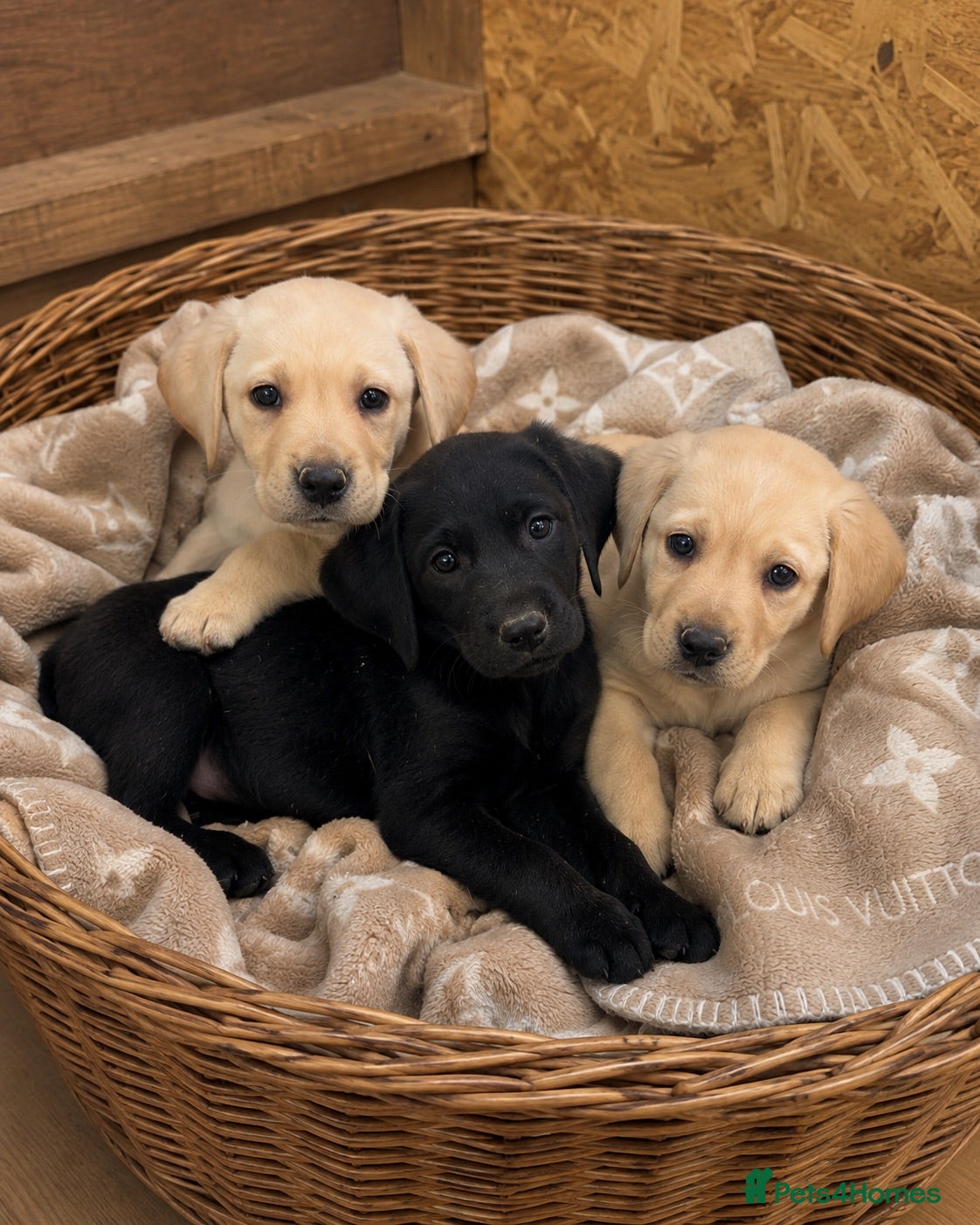 Labrador Retriever dogs Champion Labrador retriever puppies  - Advert 8