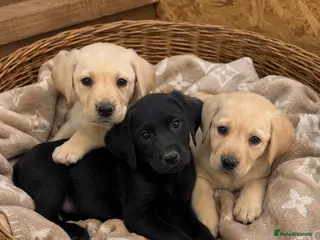 Labrador Retriever dogs READY TO GO Champion Labrador - Advert 1