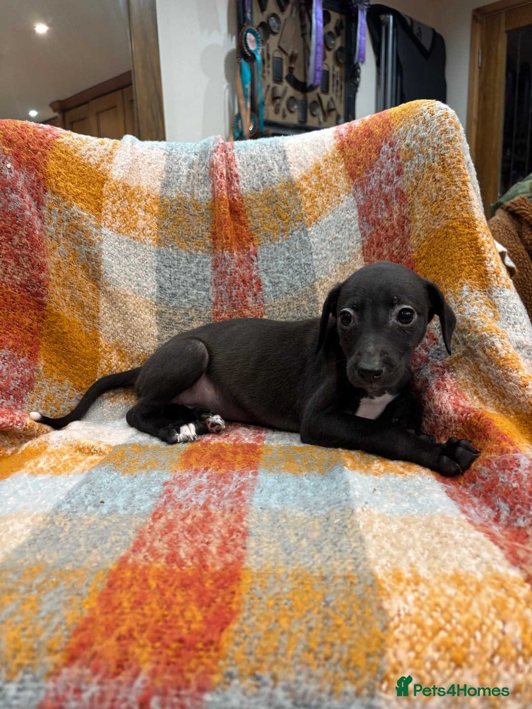 Mixed Breed dogs for sale: Bedlington whippet lurcher pups for sale  - Advert 5