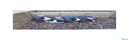 Mini Lop rabbits for sale: Blue-Eyed Mini Lop Babies - Advert 7