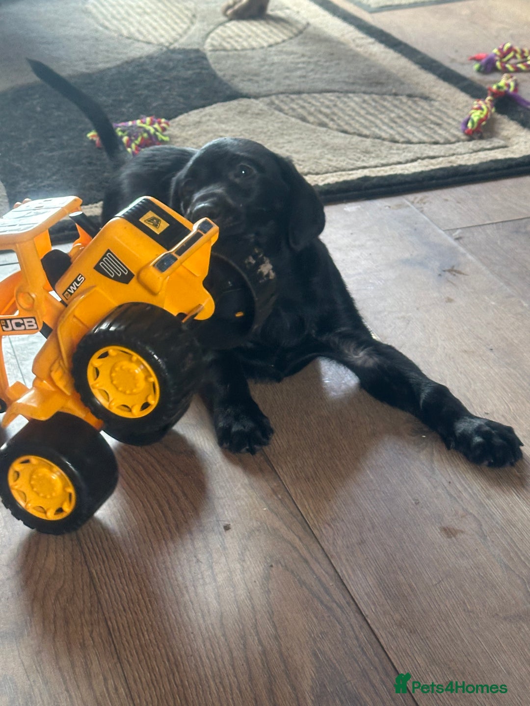 Labrador Retriever dogs for sale: Happy and playful Black Lab Puppies - Image 7