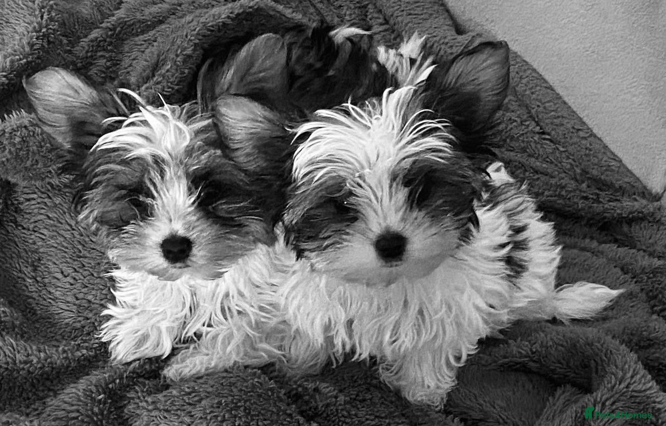 Biewer Terrier dogs for sale: Biewer Terrier Puppies - Advert 2