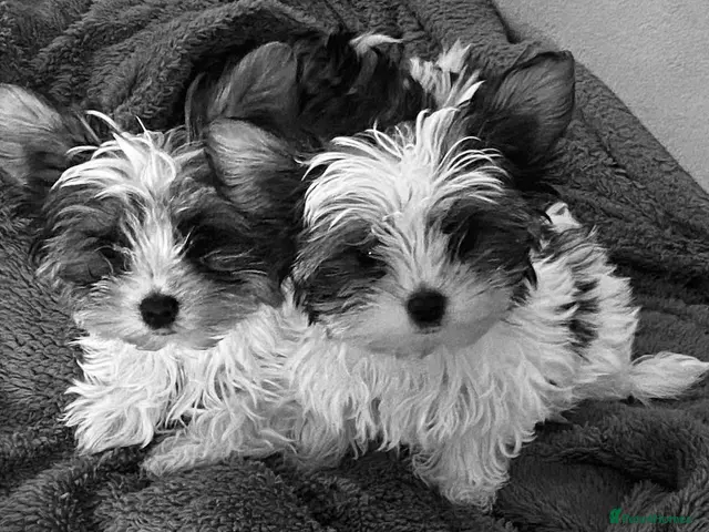Biewer Terrier dogs for sale: Biewer Terrier Puppies - Advert 2