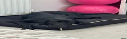 Labrador Retriever dogs for sale: Lab to rehome  - Advert 4