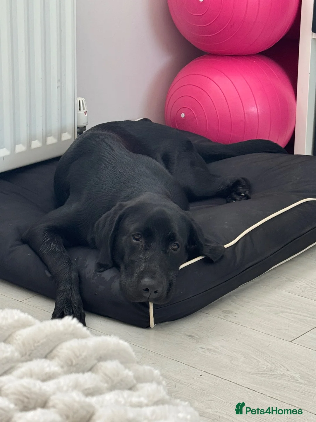 Labrador Retriever dogs for sale: Lab to rehome  - Advert 4