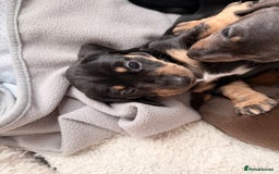 Dachshund dogs for sale: Gorgeous sausage pups for sale  - Image 12
