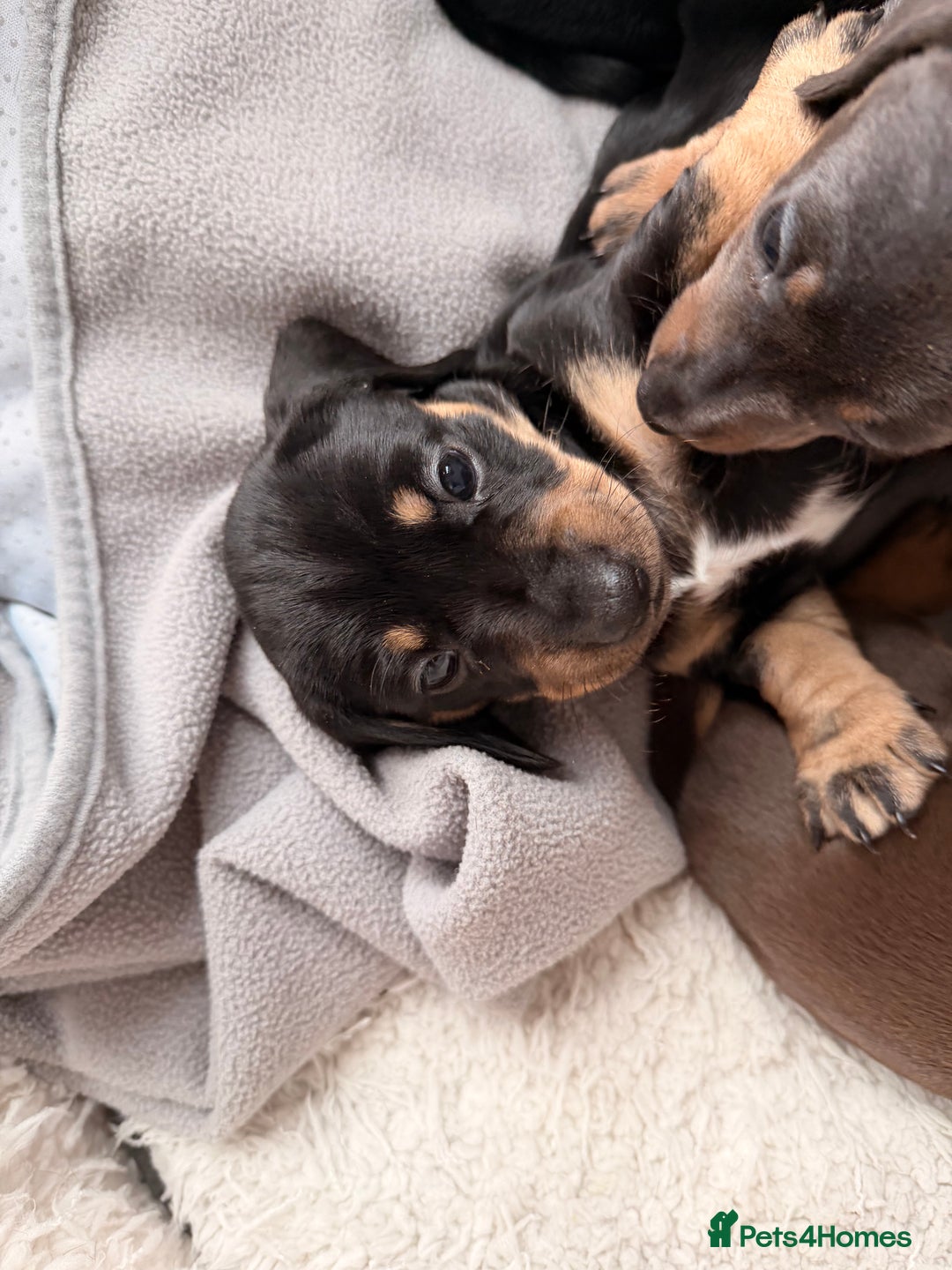 Dachshund dogs for sale: Gorgeous sausage pups for sale  - Image 12