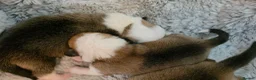 Welsh Corgi Pembroke dogs for sale: Corgi Puppies for Loving Homes – 1 Male, 2 Females - Advert 11