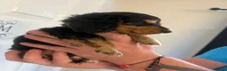 Miniature Dachshund dogs for sale: KC Registered miniature dachshunds  - Advert 11