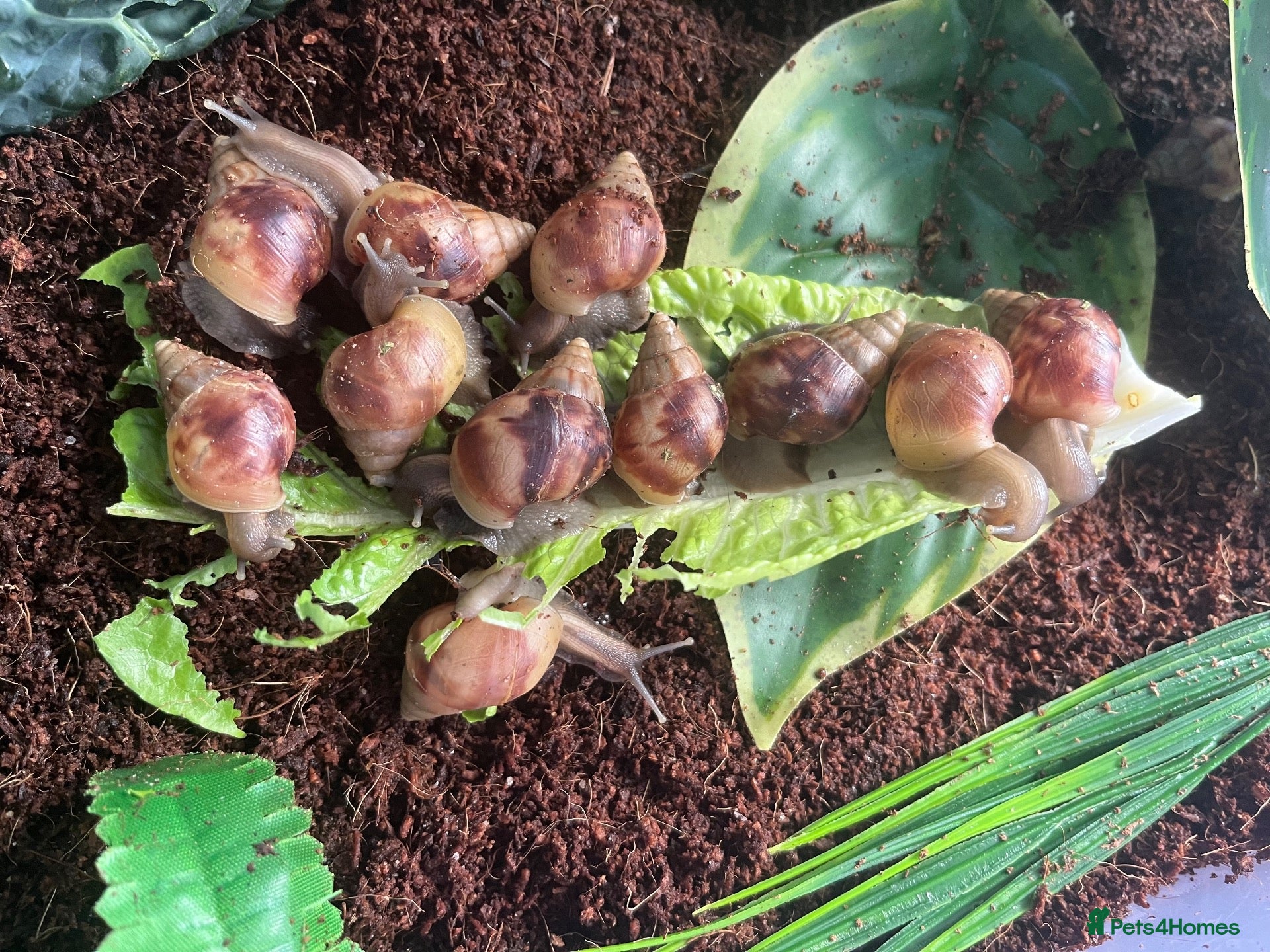 Snails invertebrates giant African land snails (COLLECTION ONLY) - Advert 19