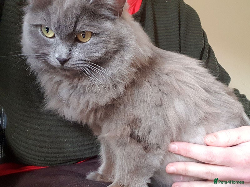 Ragdoll cats Beautiful Registered Girl - Advert 1