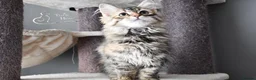 Siberian cats for sale: Siberian Kitens from Tunguska House Cattery - Advert 24