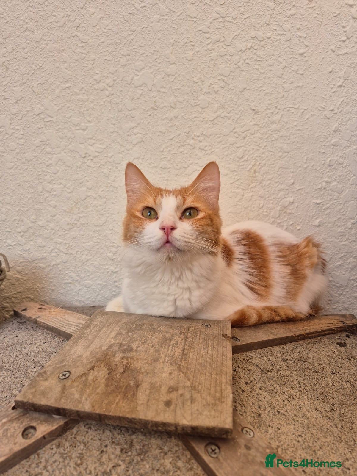 Mixed Breed cats Wednesday  - Advert 2