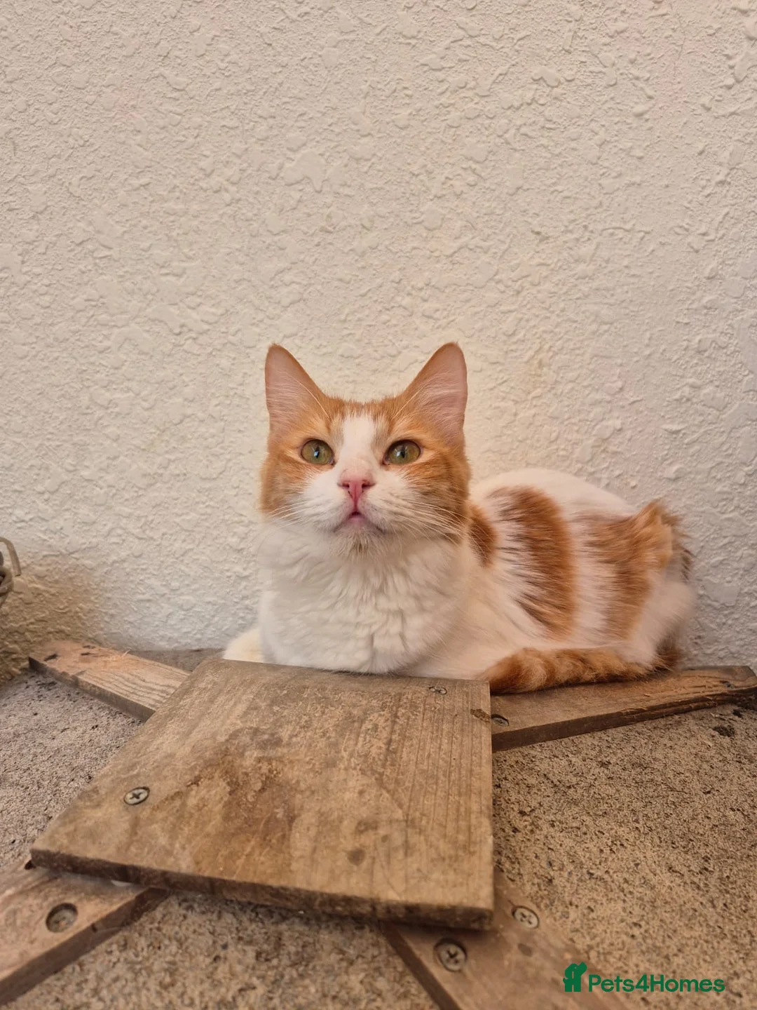 Mixed Breed cats for adoption: Wednesday  - Advert 1