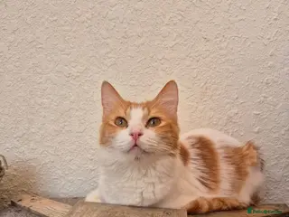 Mixed Breed cats Wednesday - Advert 4