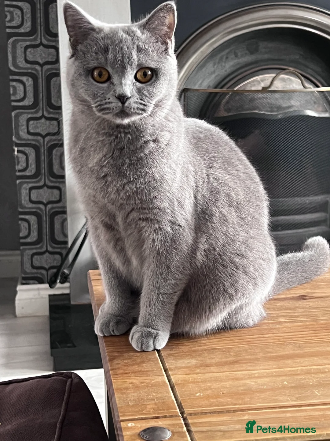 British Shorthair cats for sale: Female British Shorthair in Antrim - Advert 1