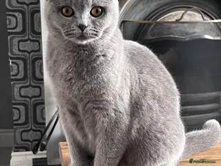 British Shorthair cats Female British Shorthair - Advert 1