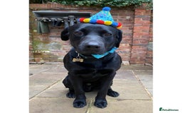 Labrador Retriever dogs for stud: KC Labrador, Health and DNA-Tested, Proven Stud in Cobham - Image 16