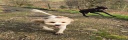 Poochon dogs for sale: 3yr Old Cavapoochon in Neath - Advert 7
