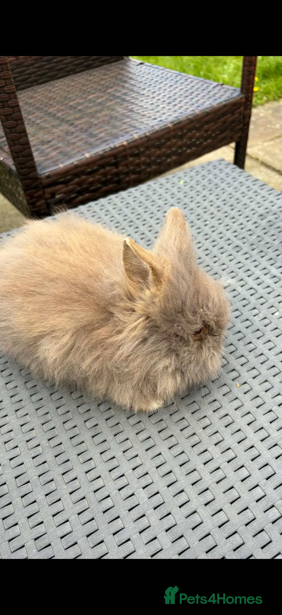 Lionhead rabbits Beautiful fluffy pure bred lion heads - Advert 2