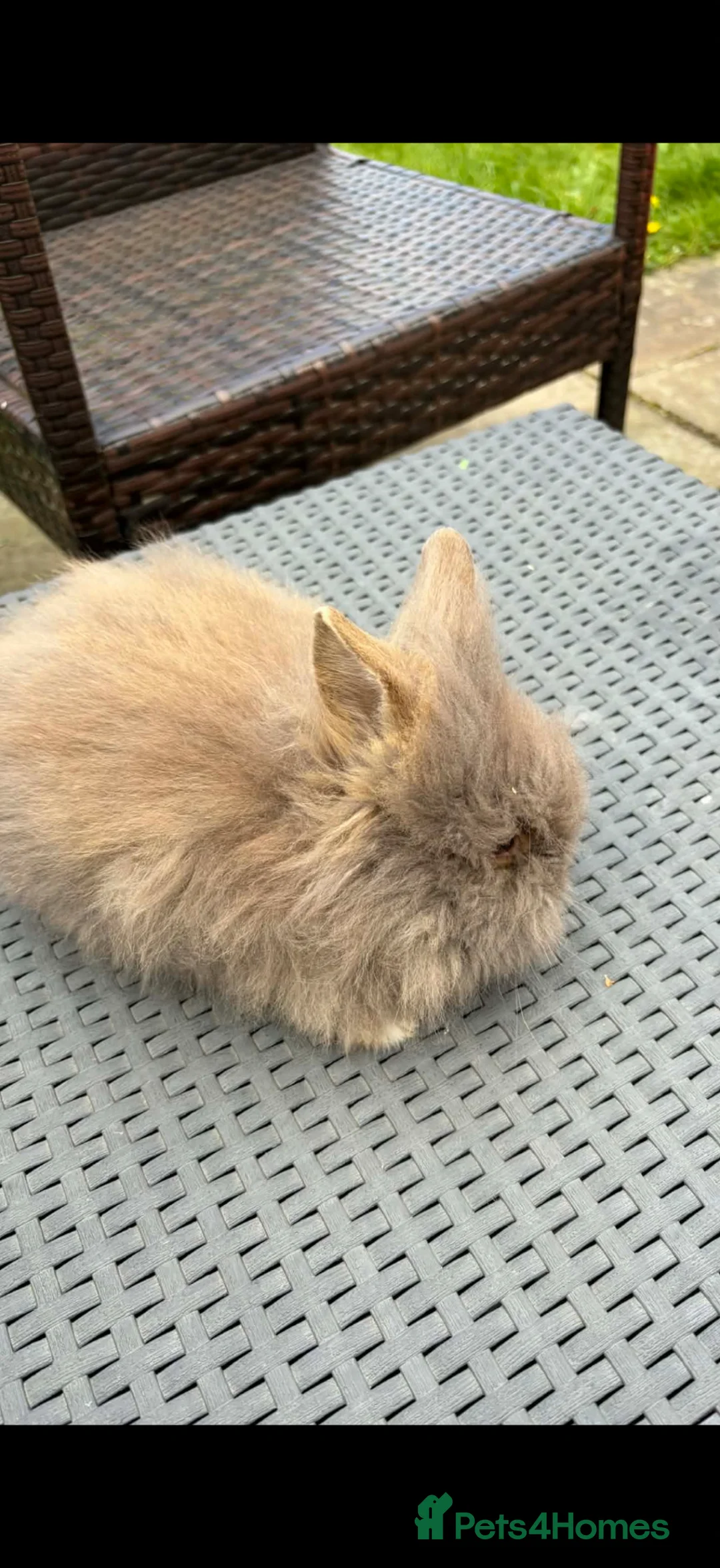 Lionhead rabbits for sale: Beautiful fluffy pure bred lion heads - Advert 2