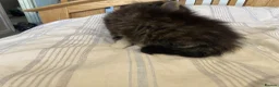 Maine Coon cats for sale: Maine coon kittens for sale  - Advert 12