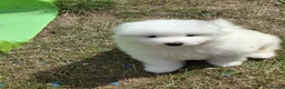 Samoyed dogs for sale: 2 Samoyed Puppies Looking for Their Forever Homes in Craven Arms - Advert 8