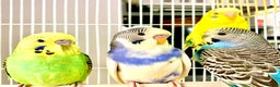 Budgerigars birds for sale: Beautiful Baby Budgies & Cages -Various Mutations! - Advert 6