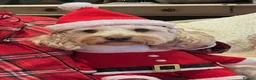 Mixed Breed dogs for sale: Beautiful Cavattoodles – Family Raised Puppies in Harlow - Advert 4