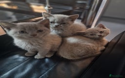 British Shorthair cats for sale: Pure British Short Hair cutties - Image 13