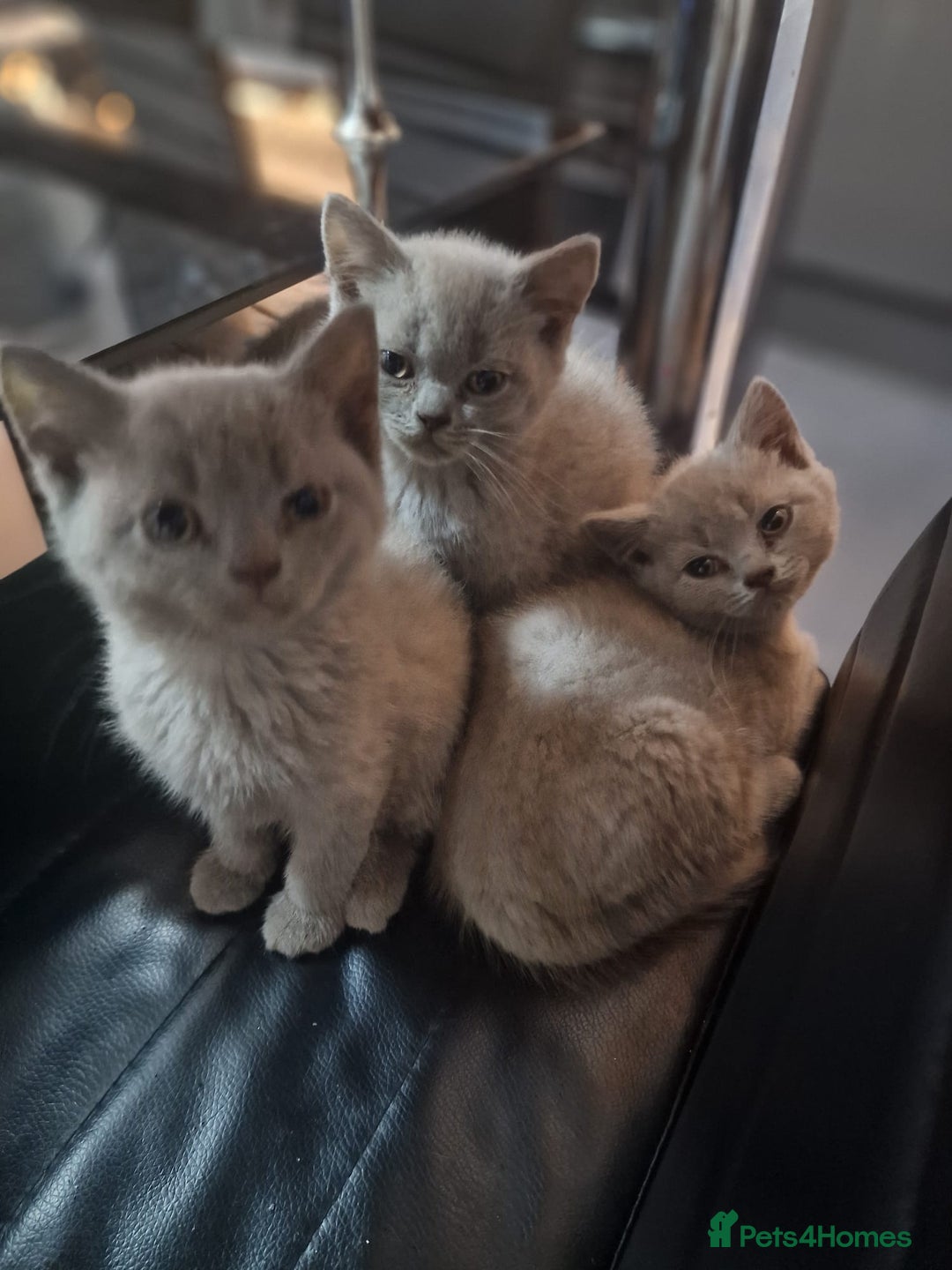 British Shorthair cats for sale: Pure British Short Hair cutties - Image 13
