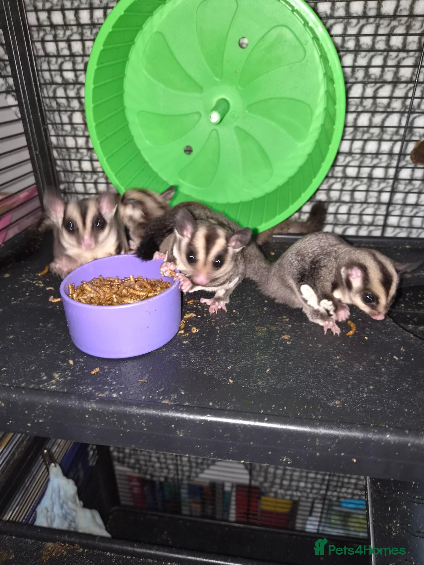 Sugar Glider rodents for sale: Sugar gliders  - Advert 5