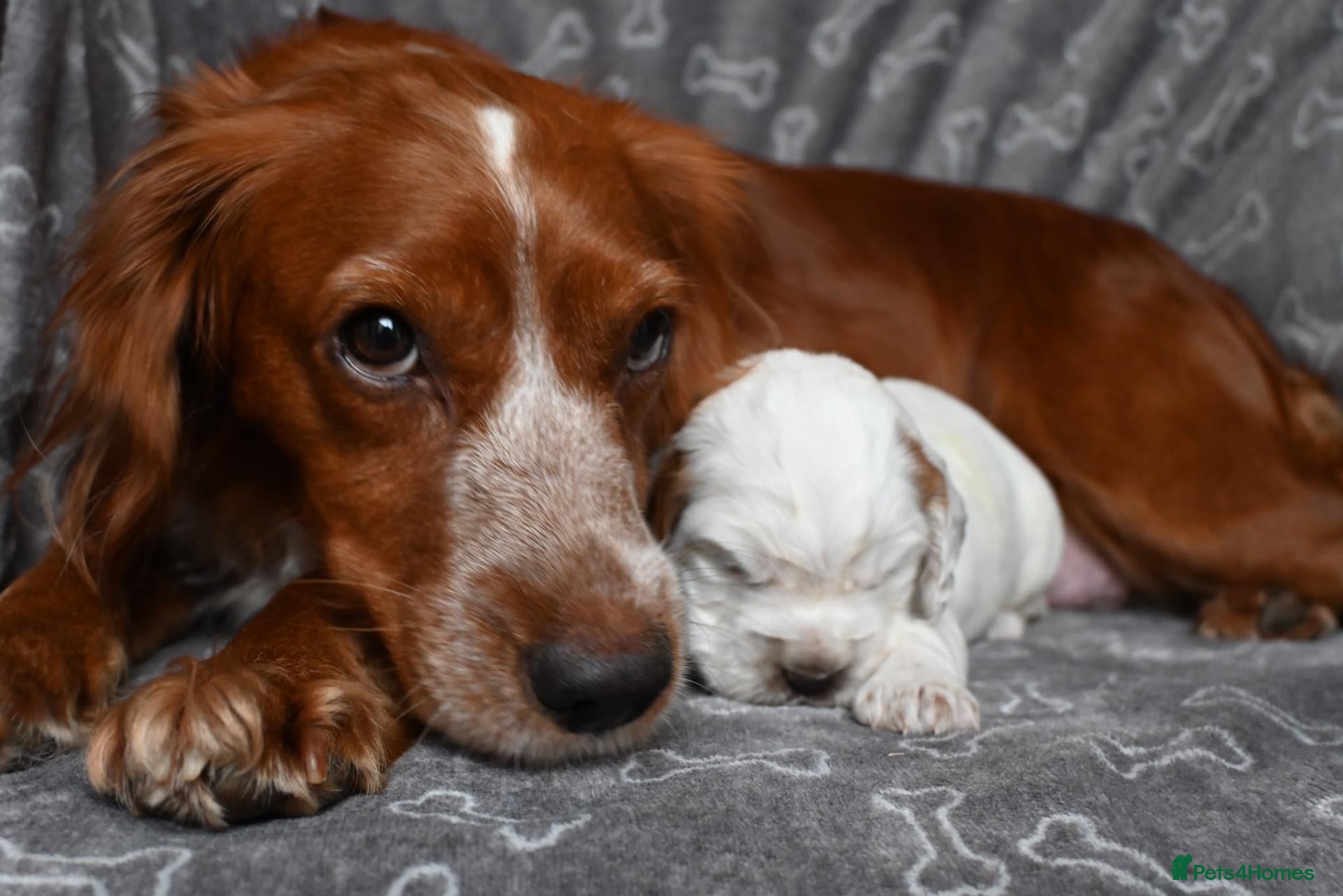 Cocker Spaniel dogs for sale: Chunky working cocker spaniel pups - Advert 1