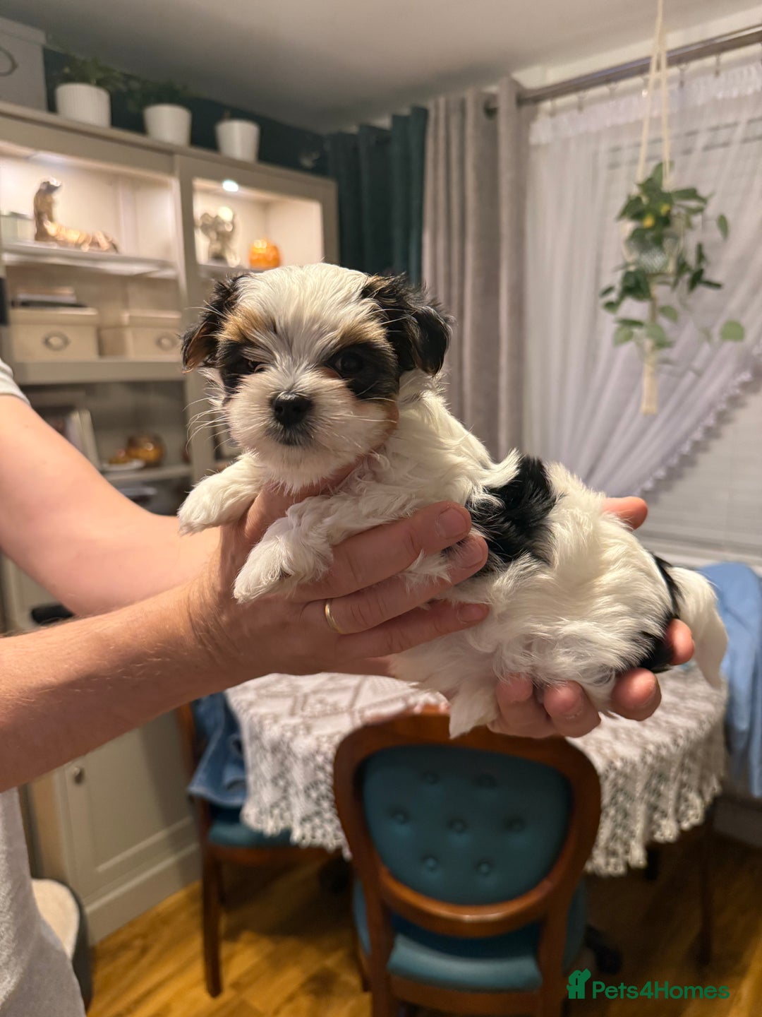 Biewer Terrier dogs for sale: 1 Beautiful Boy Available!!! - Advert 24