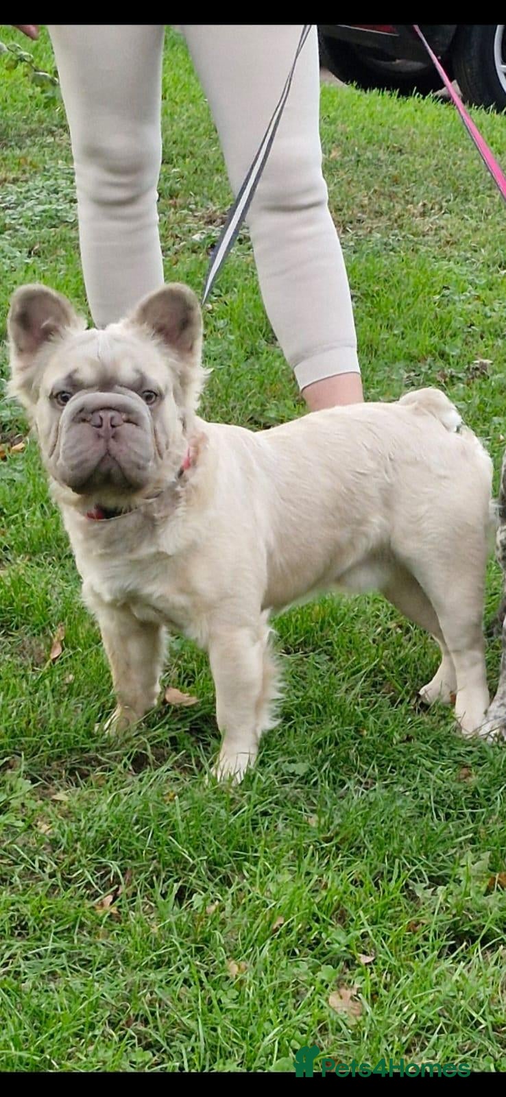 French Bulldog dogs Fluffy french bulldog stud  - Advert 1