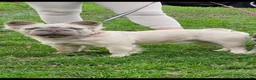French Bulldog dogs for stud: Fluffy french bulldog stud  - Advert 1