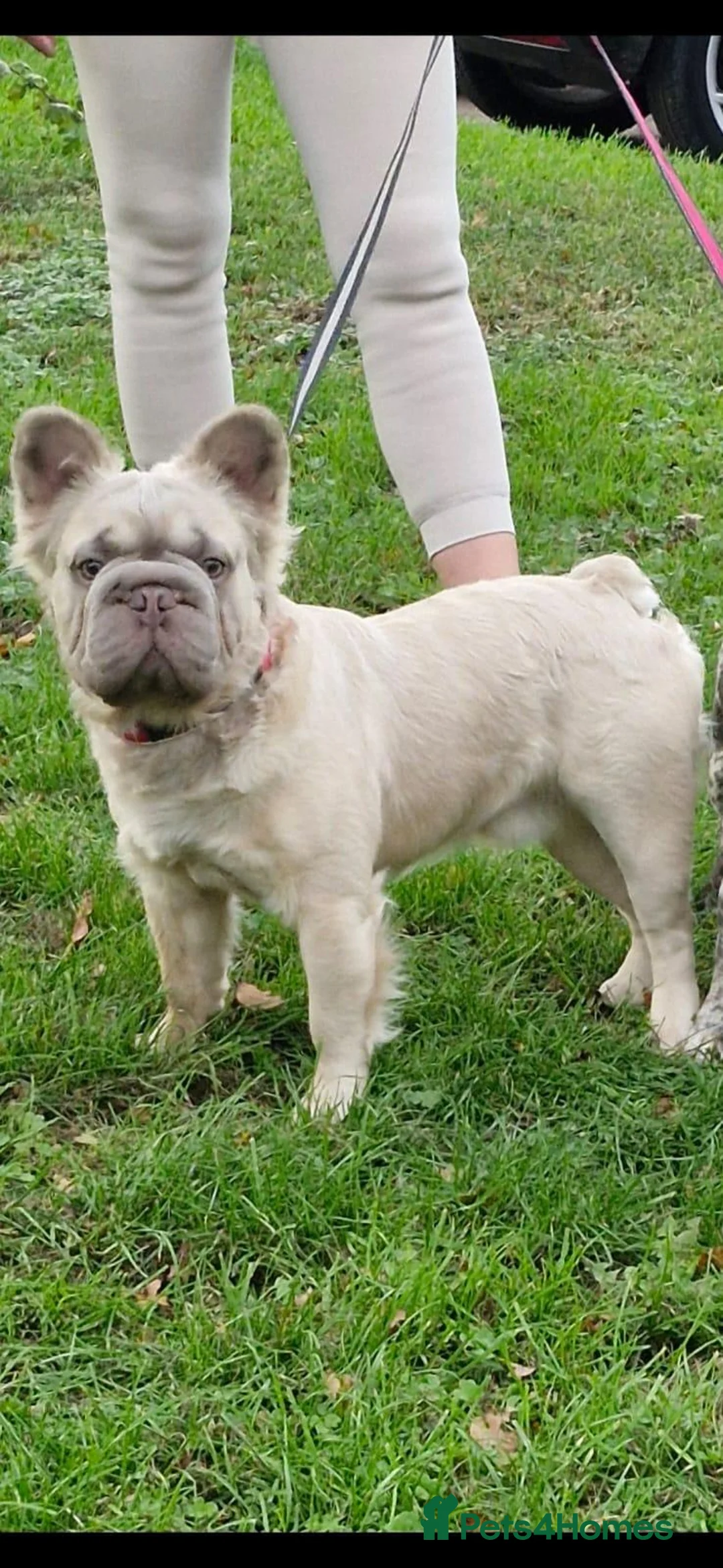 French Bulldog dogs for stud: Fluffy french bulldog stud  - Advert 1