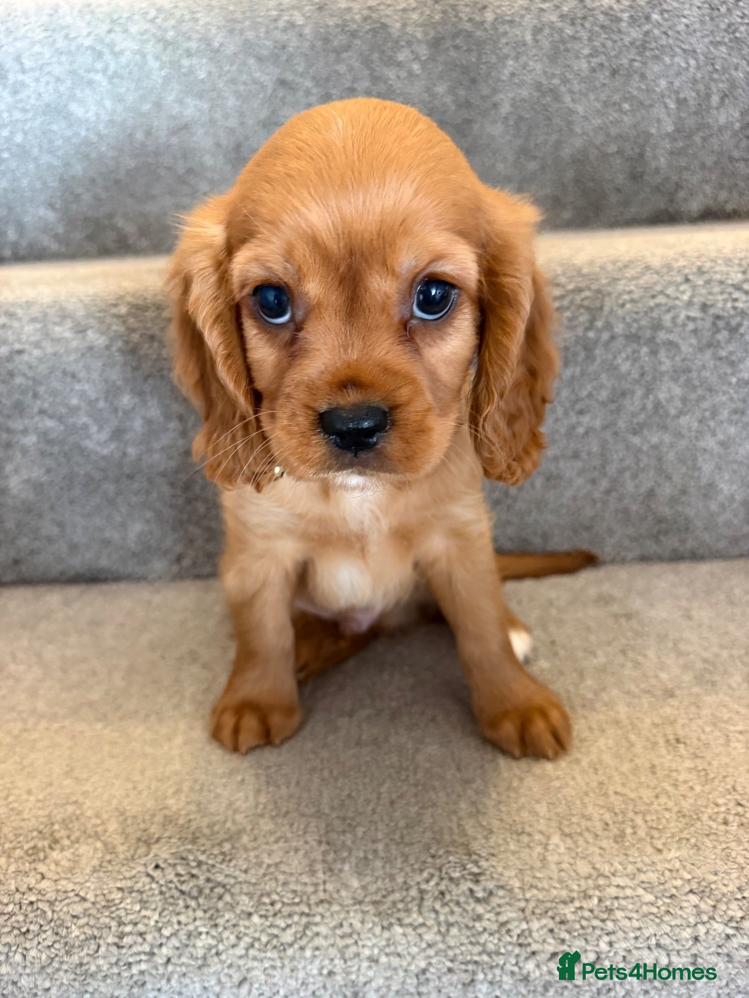 Cavalier King Charles Spaniel dogs Cavalier King Charles puppies  - Advert 7