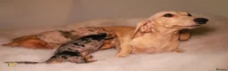 Miniature Dachshund dogs for sale: Beautiful Miniature Dachshunds in London - Advert 6