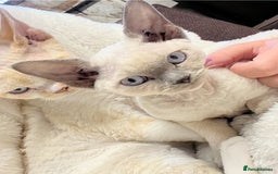 Devon Rex cats for sale: 2 beautiful female Devon Rex kittens  - Image 7
