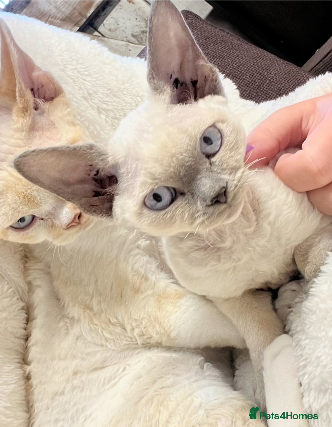 Devon Rex cats for sale: 2 beautiful female Devon Rex kittens  - Image 7