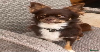 Chihuahua dogs - Advert 6