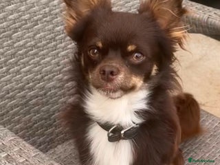 Chihuahua dogs Loyal and loving Chihuahua's for sale - Advert 3