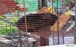 Chinchilla rodents for sale: black female chinchilla  - Image 2
