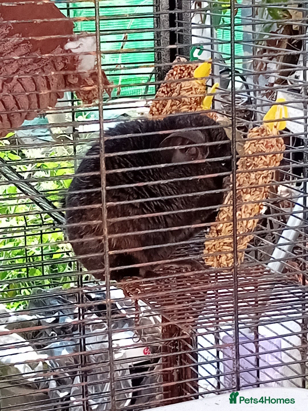 Chinchilla rodents for sale: black female chinchilla  - Image 2