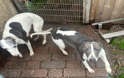 Whippet dogs for sale: Whippet pups x14 - Advert 29