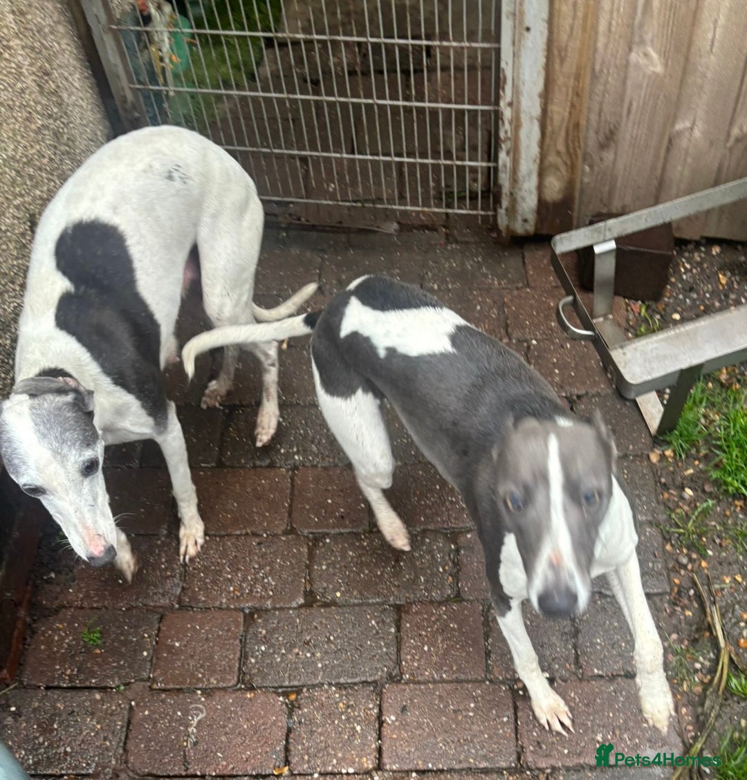 Whippet dogs for sale: Whippet pups x14 - Advert 29