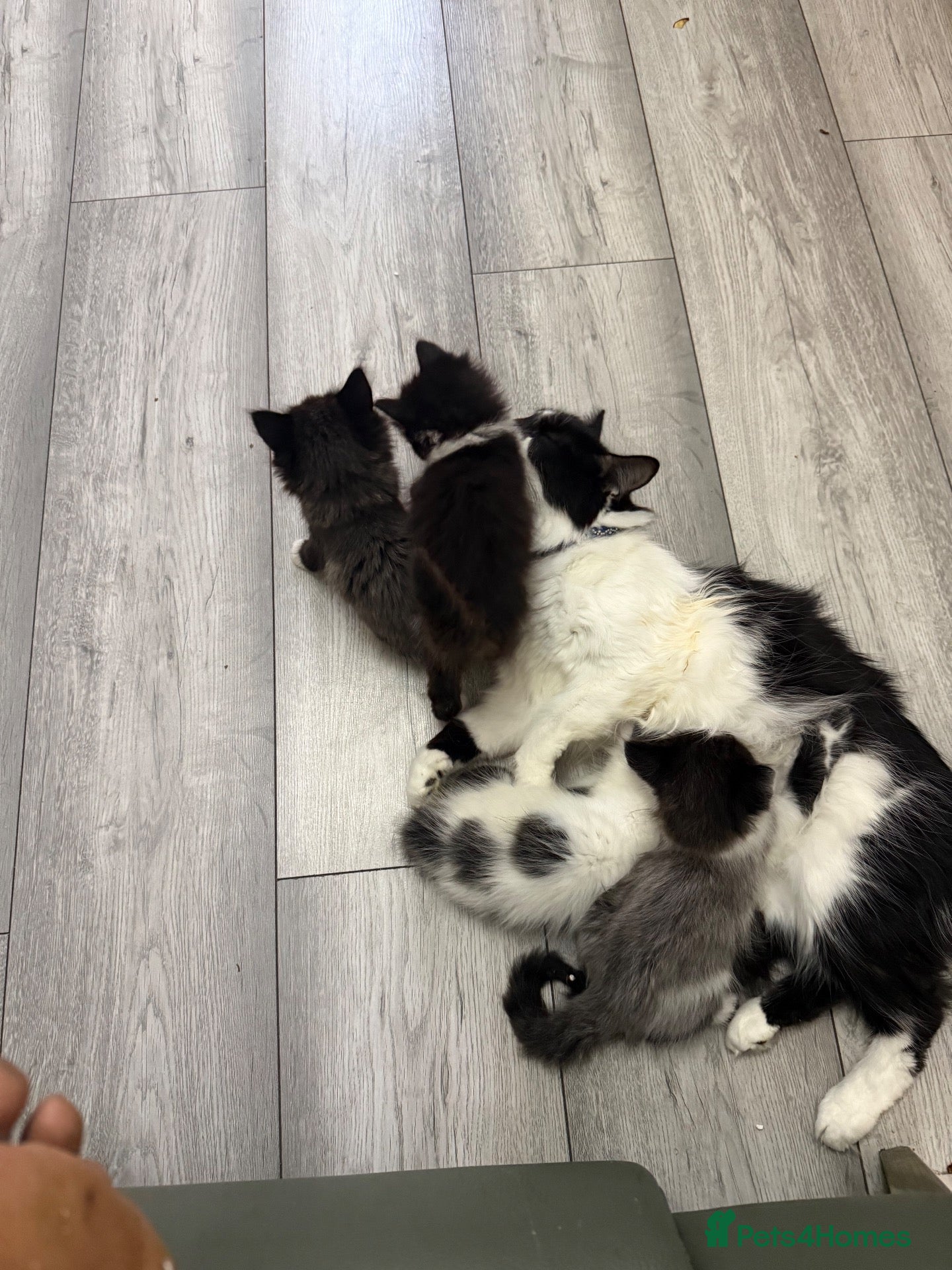 Mixed Breed cats Three kittens For Sale  - Advert 2